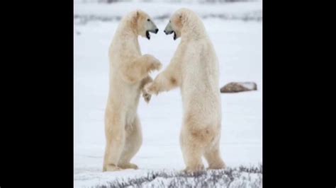 Polar Bear Gets Married Youtube