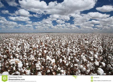 Cotton Field Wallpapers - Top Free Cotton Field Backgrounds ...