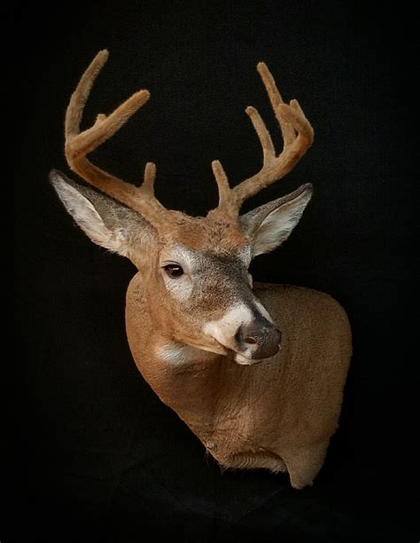 Whitetail Deer Mounts