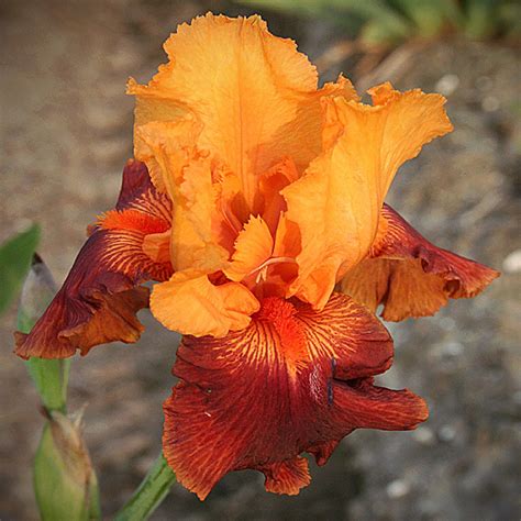 Iris 'Torero' - Albrecht Hoch OHG