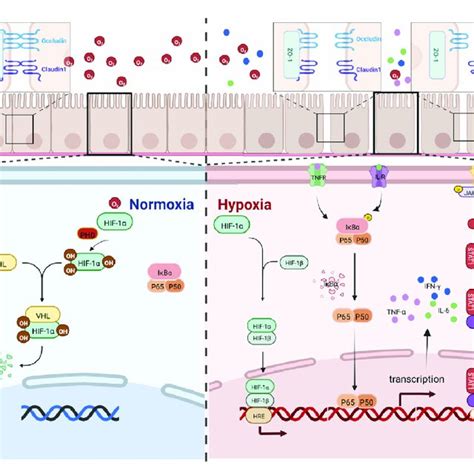 Hif 1α Nf κb Stat1 Pathway Map Under High Altitude Hypoxia Download Scientific Diagram