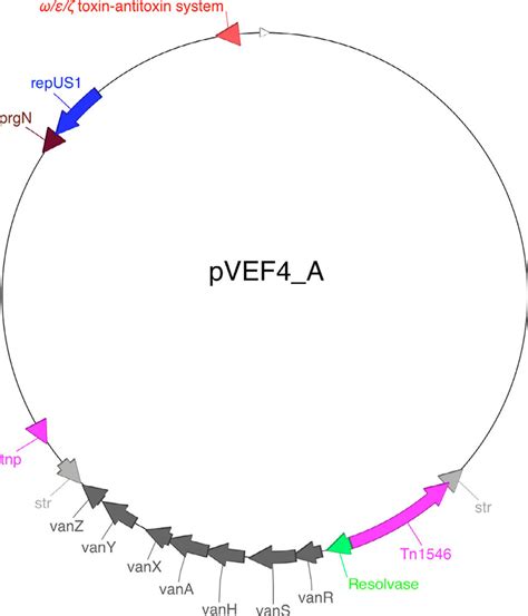 Closed Map Of Pvef A Indicated On The Pvef A Map Are The