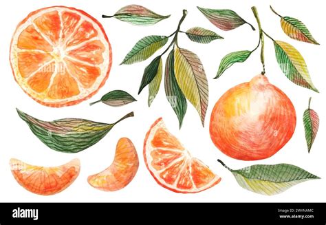 Watercolor Tangerine Set Hand Drawn Botanical Illustration Of Peeled