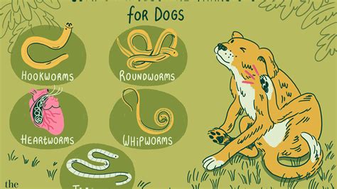 What Diseases Can Humans Get From Dog Feces at Emma Ake blog