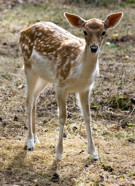 deer     pexels stock