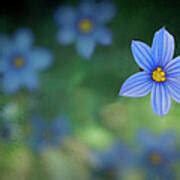 blue wildflowers photograph   janice darby fine art america