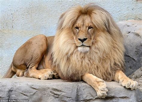 Lions Bouffant Style Hair Makes It The Mane Attraction Beautiful