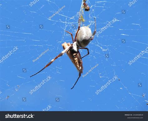 Golden Orb Weaving Spider Stock Photos and Pictures - 808 Images ...