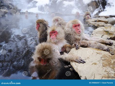 Snow Monkeys In A Natural Onsen Hot Spring Located In Jigokudani