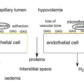 Endothelial Glycocalyx Layer In Physiological States Gag