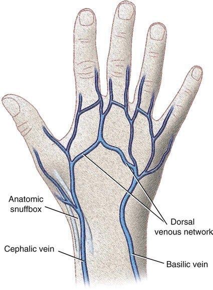 Why do we see our veins blue?. The reason why we see our veins blue is… | by Alice Germain | Dr ...