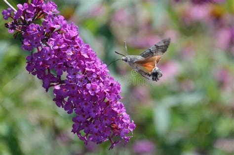 Hummingbird Hawk Moth On The Flower Stock Image Image Of Garden Invertebrate 265628997