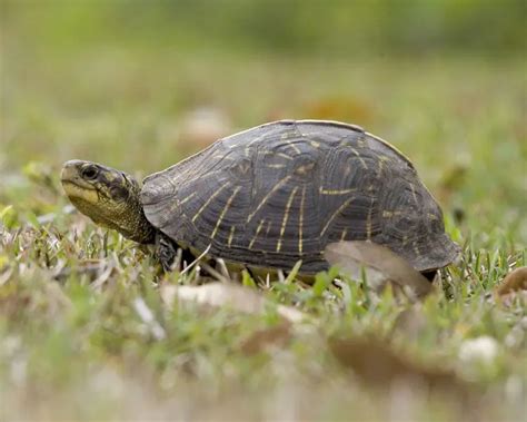 Common Box Turtle - Facts, Diet, Habitat & Pictures on Animalia.bio