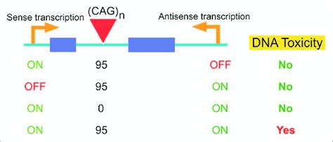 Dna Toxicity At Cag Repeat Tracts Sense Transcription Antisense