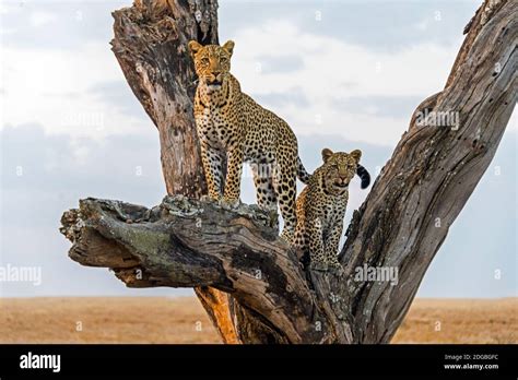 Leopard (Panthera pardus) family on tree, Serengeti National Park ...