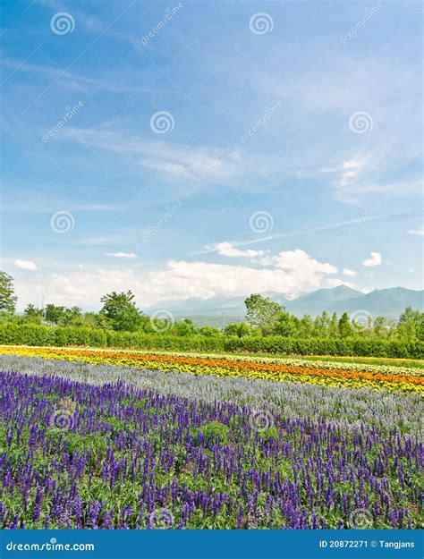 Biei and Furano Flower Fields, Hokkaido, Japan Stock Image - Image of ...