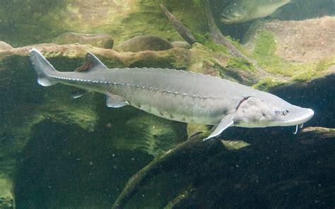 Sturgeon Fish In Lake Superior Ancient Mighty Giants On Lake Superior