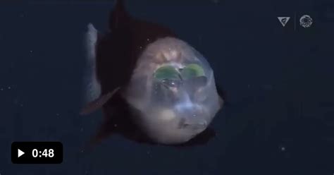 footage   barreleye fish macropinna microstoma  deep