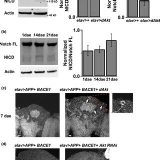 Akt Regulates Notch And App Processing A Akt Overexpression In