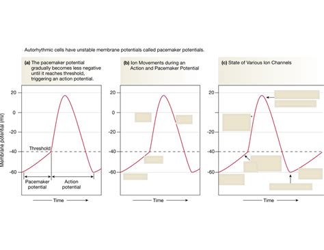 Autorhythmic Action Potentials Diagram Quizlet