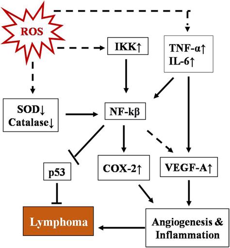 Schematic Representation Of Regulation Of T Cell Lymphoma By Nf B