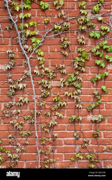 Wall Vines Hi Res Stock Photography And Images Alamy