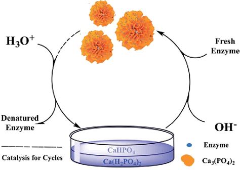 Figure From Dual Cycle Immobilization To Reuse Both Enzyme And