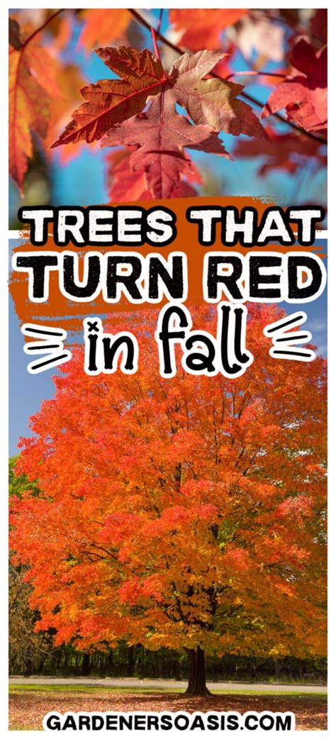 Trees That Turn Red In Fall