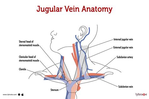 Jugular Vein Anatomy