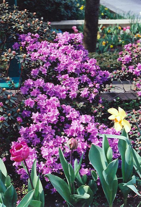 Ramapo Rhododendron Dwarf With Vibrant Purple Blooms