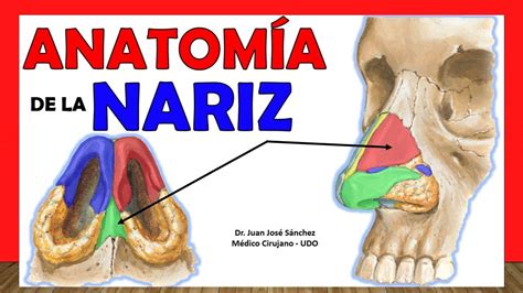 🥇 AnatomÍa De La Nariz ¡explicación Fácil Y Sencilla Youtube