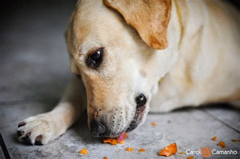 CLUBE DAS PATINHAS Cães podem comer Queijos