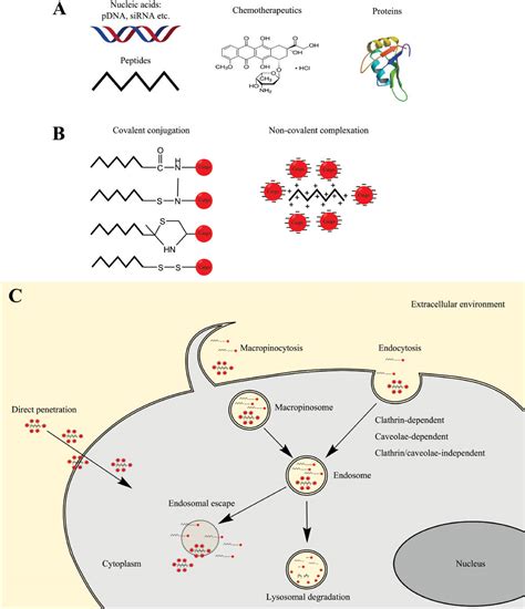 Peptide Based Vectors Recent Developments