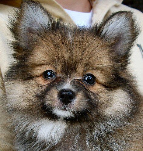 Pomeranian Papillon Mix Puppy