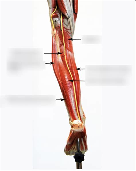 MUSCLE LEG POSTERIOR DEEP Diagram Quizlet