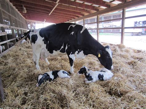 The Dairy Mom Twins Are Born