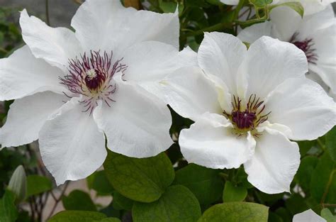 Evison Clematis Waldrebe Boulevard® Ninon Tm Luberaat