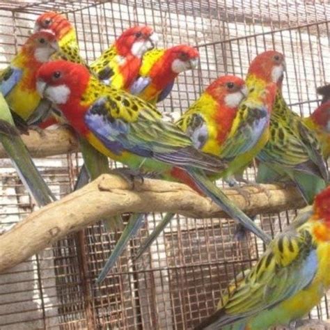 Jual Promo Burung Spesial Burung Rosela Eastren Import Sepasang Dna