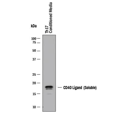 Human CD40 Ligand TNFSF5 Antibody AF617 By R D Systems Part Of Bio