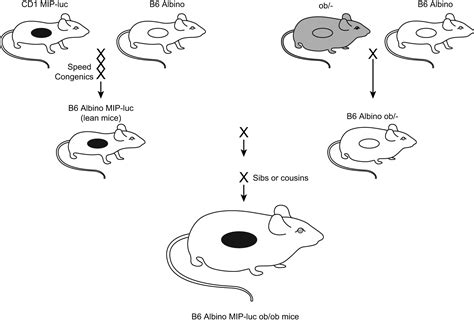 Non Invasive Bioluminescence Imaging Of β Cell Function In Obese