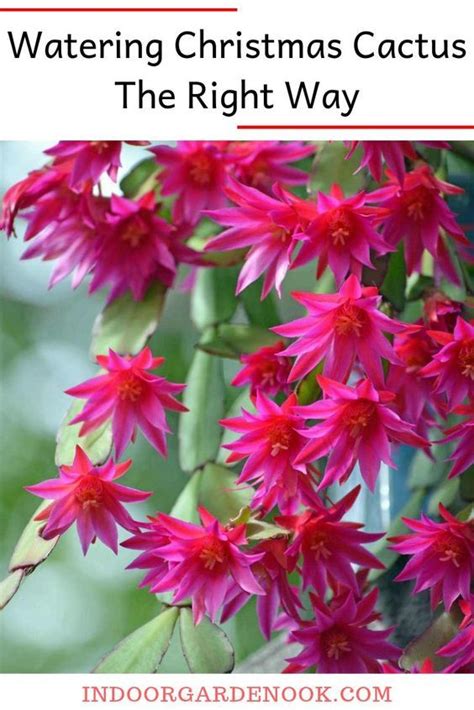 How To Care For Christmas Cactus Ultimate Guide Todays Gardener