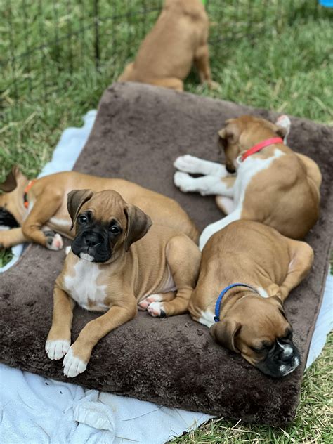 Our New Family Member Boxer/Bull Terrier/Great Dane mix : r/Boxer