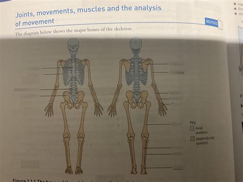 Skeletal System Labelled Diagram Diagram Quizlet