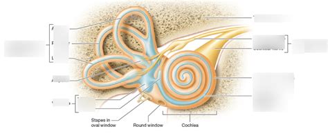 Inner Ear Structures Diagram | Quizlet