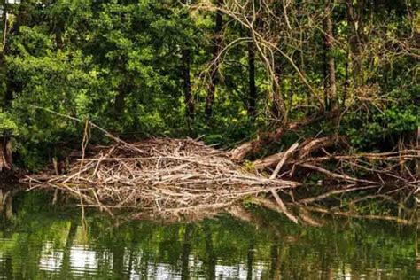 The Beaver Dam: How & Why Do Beavers Build Dams?