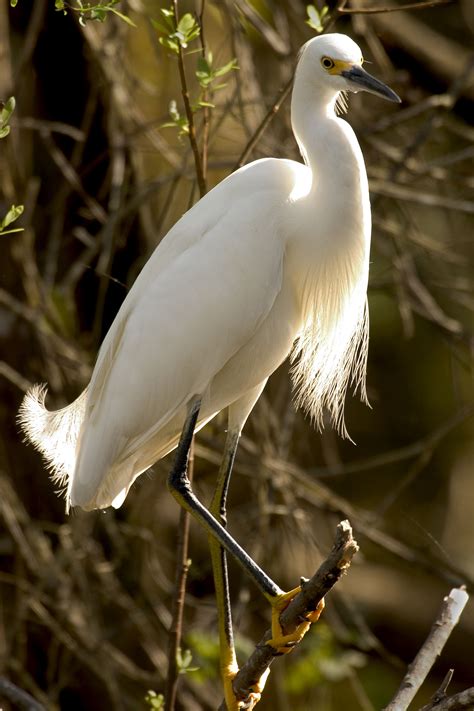 Snowy Egret - Owen Deutsch Photography