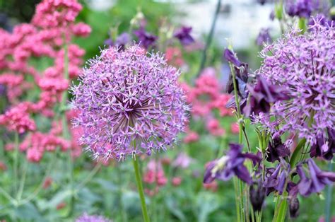 Allium Allium Garden Plants Garten Lawn And Garden Gardens Plant