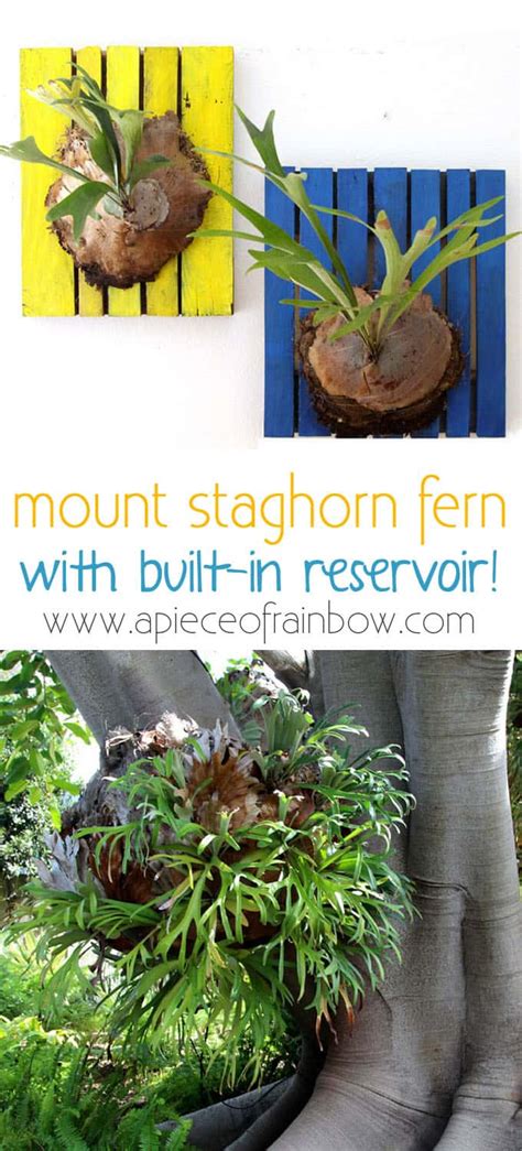 How to Grow, Mount and Propagate Staghorn Fern - A Piece Of Rainbow