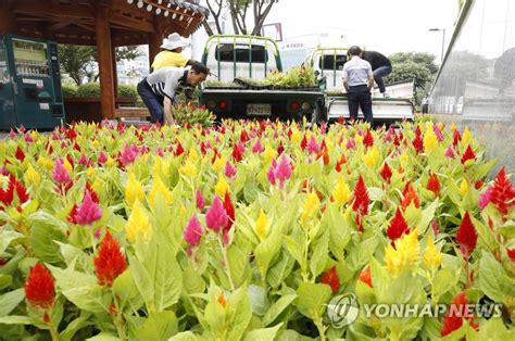 광주 북구 도심 여름꽃 식재 연합뉴스