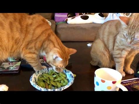 Can Cats Eat Edamame Hayfarmguy